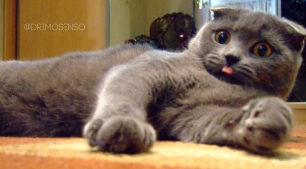 Смешные вислоухие котята