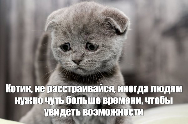 Мемы про вислоухих котов