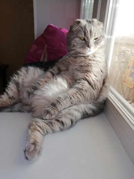 Шотландская вислоухая кошка мемы