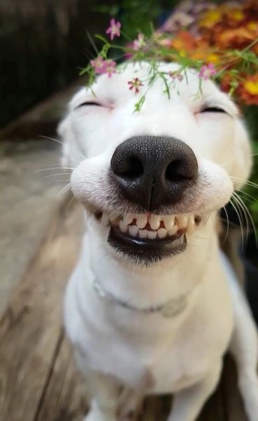 Собака улыбается