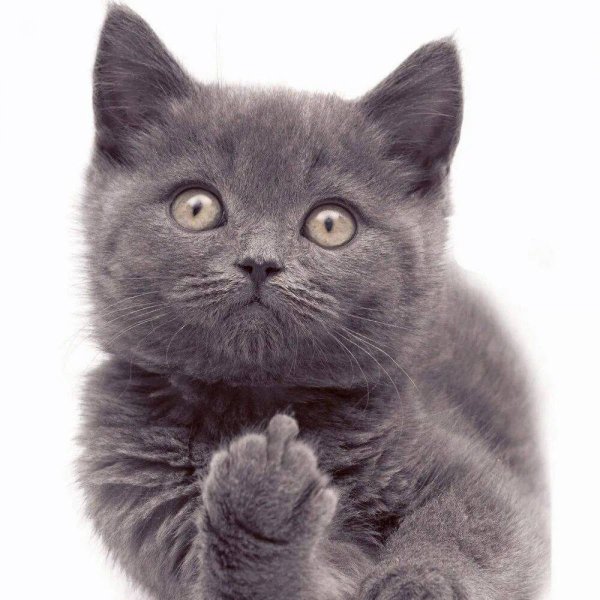Кошка серая