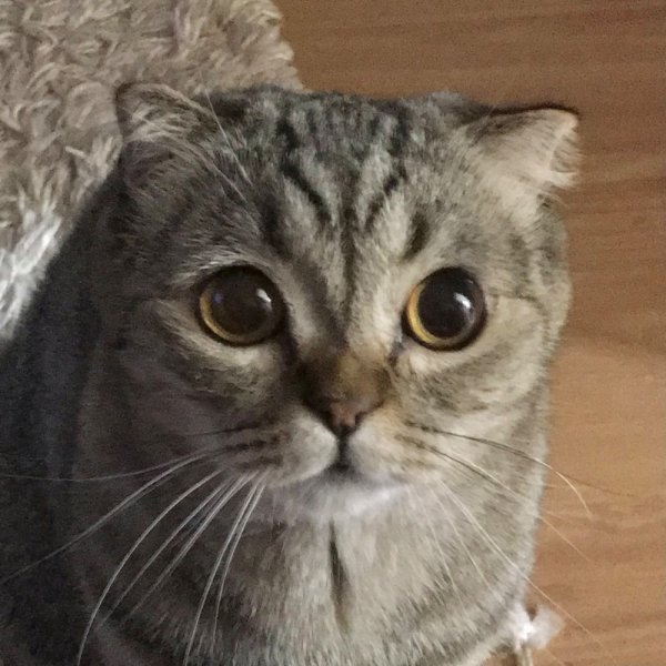 Шотландская вислоухая кошка мемы