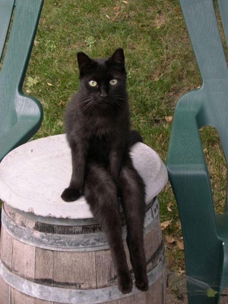 Черный котик сидит