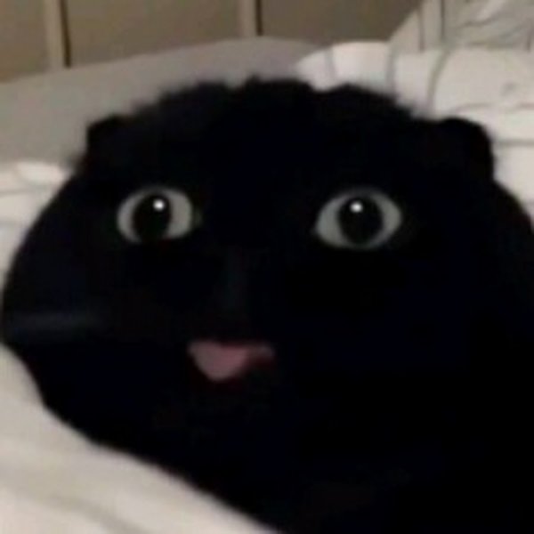Черный кот с языком Мем