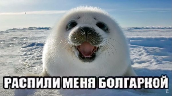 Распили меня болгаркой