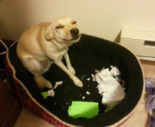 Собаки шкодники