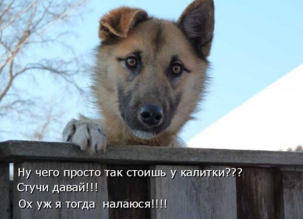 Шутки про собак