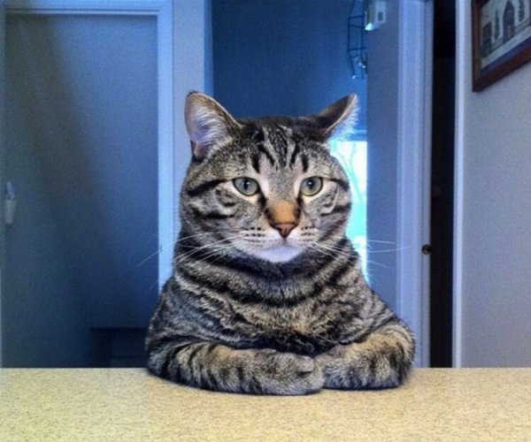 Серьезный кот