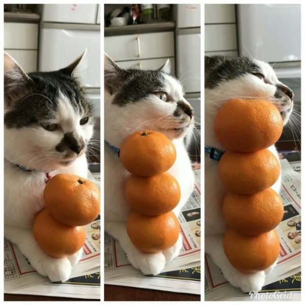 Кот ест мандарин