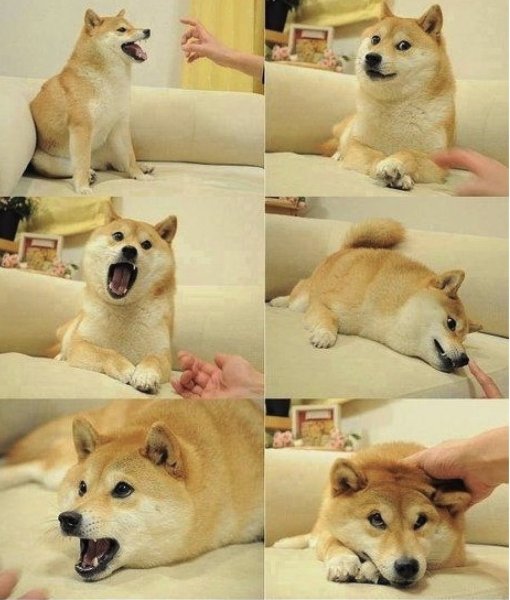 Сиба ину и самоед