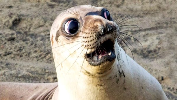 Тюлени морские котики нерпы моржи