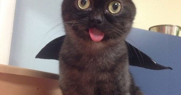 Котик с языком