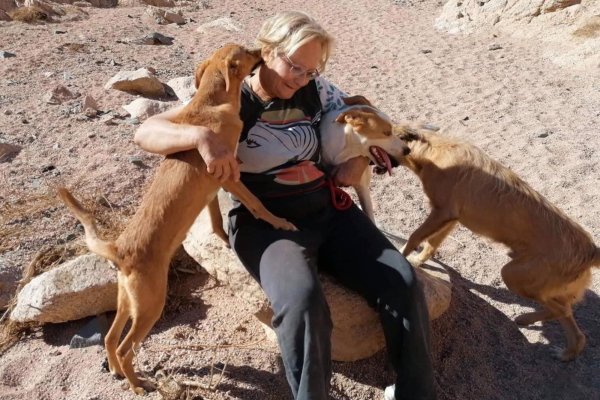 Бещдомефе собаки в Египте