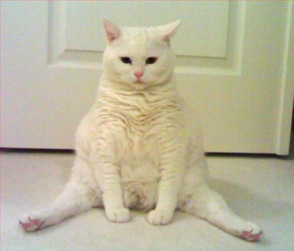 Кошка сидит