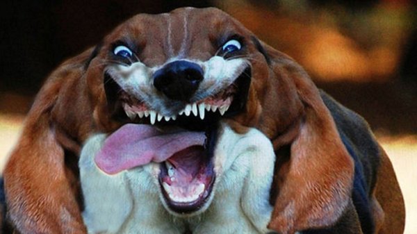 Собака смеется