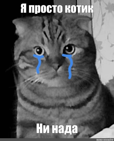 Кот Мем