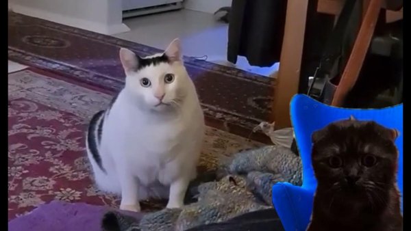 Толстый кот из мема