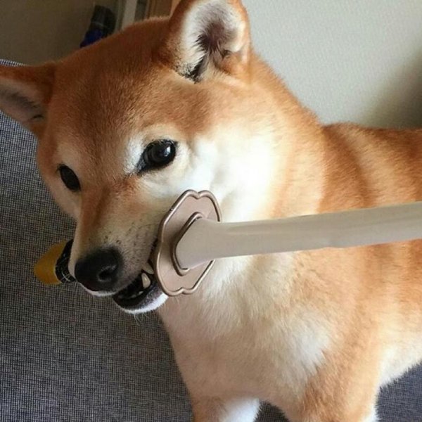 Сиба ину с катаной