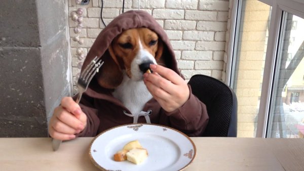 Приколы с биглями