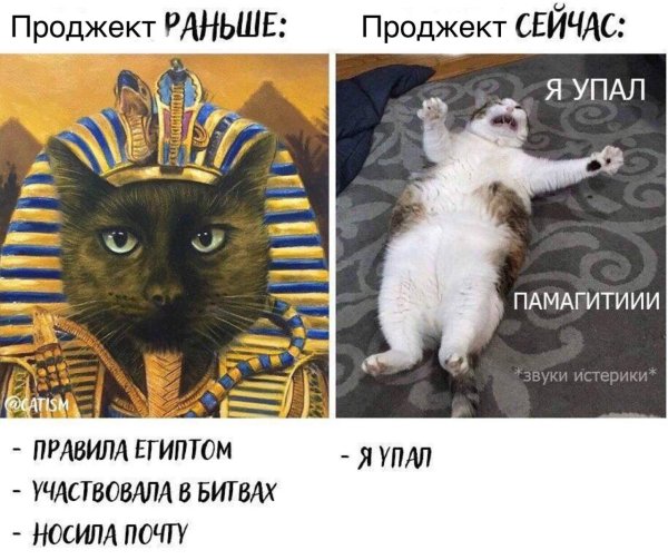 Коты мемы