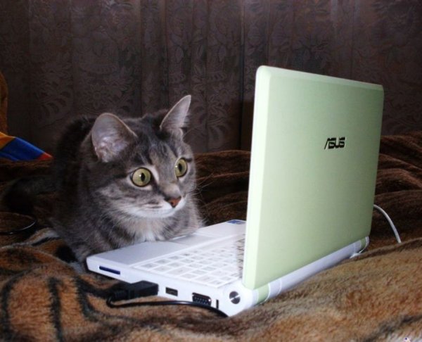 Котенок за компьютером