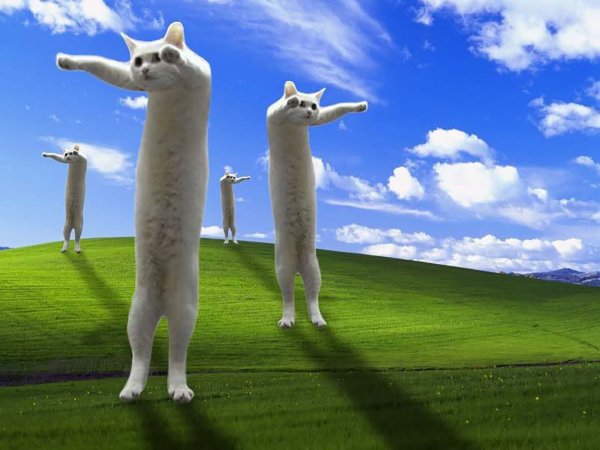 Длинный кот