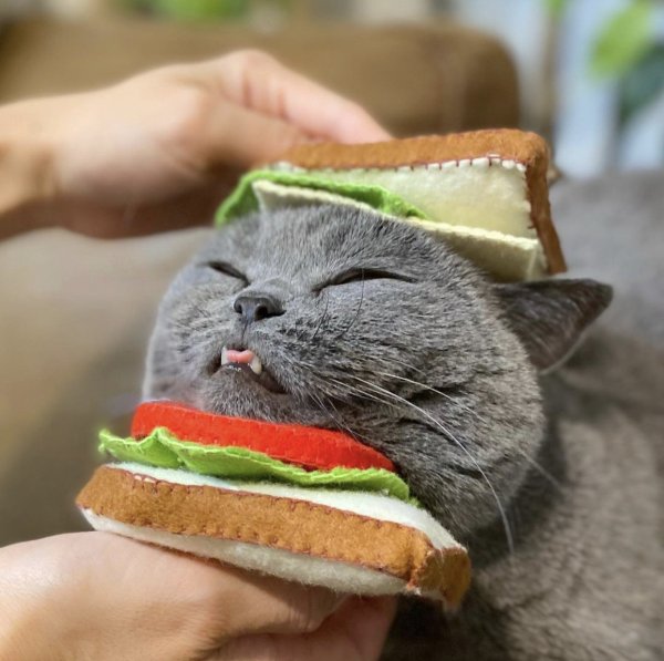 Смешные коты с едой