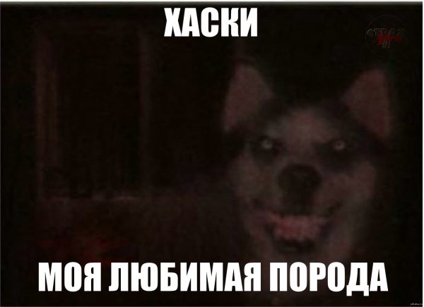 Моя любимая порода охуевшие