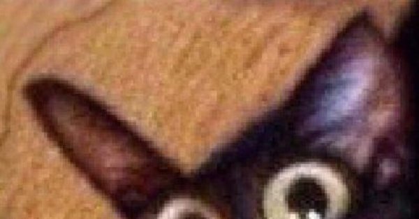 Чипсеки Мем с котом оригинал