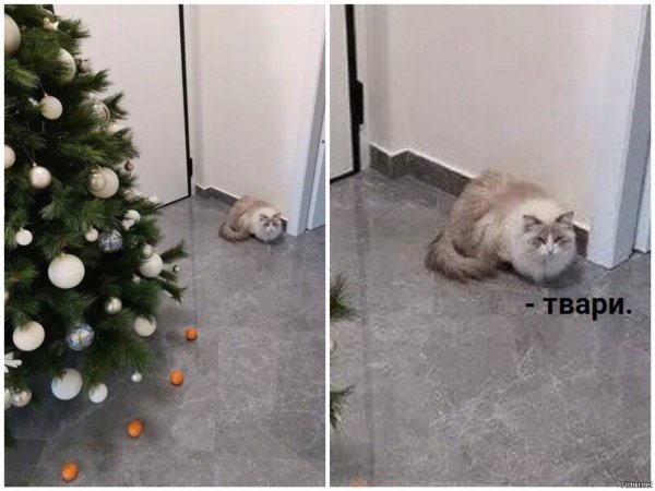 Кот и елка Мем