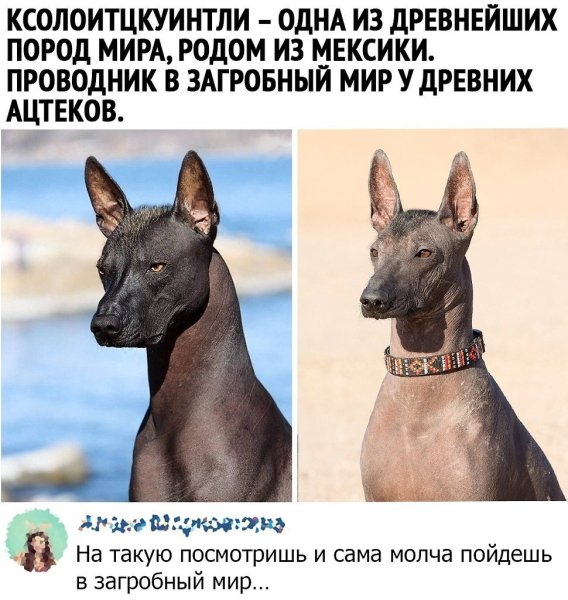 Ксолоитцкуинтли проводник в загробный