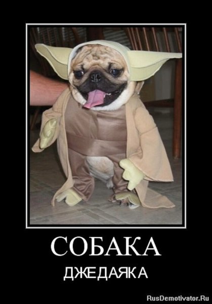 Собака улыбака подозревака