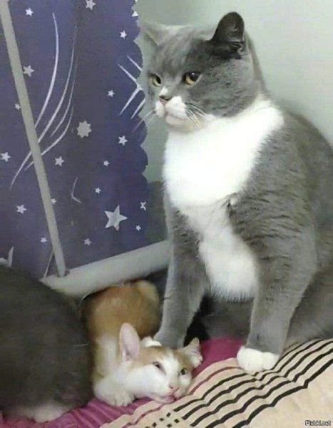 Кот давит лапой другого кота