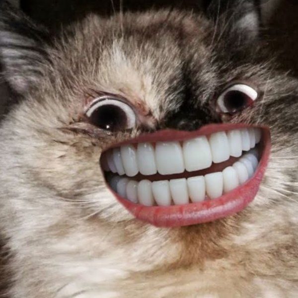 Кот злобно улыбается