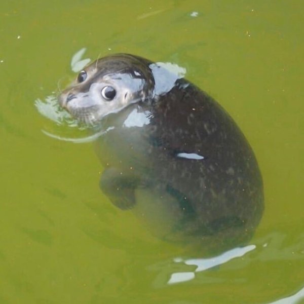 Тюлень уплывает