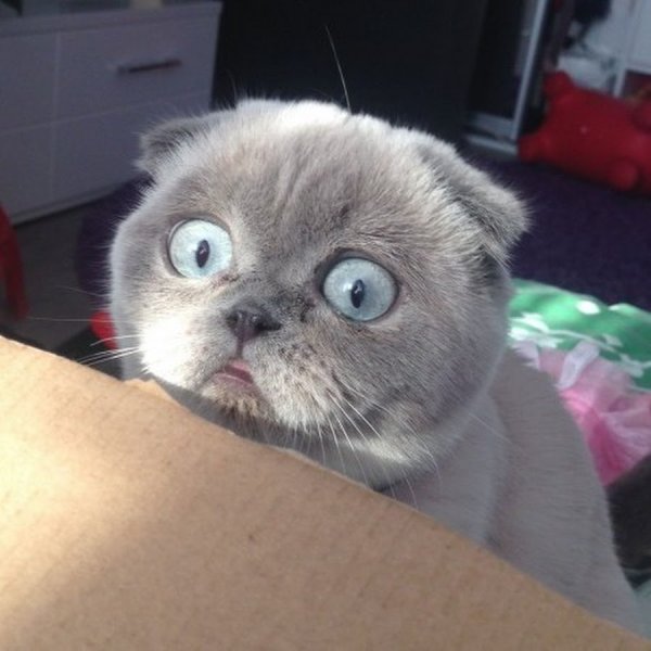 Шотландская вислоухая кошка мемы