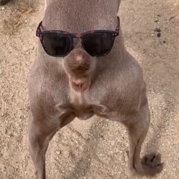 Животные угар