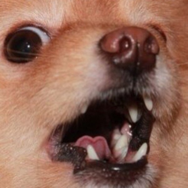 Мем лето собака