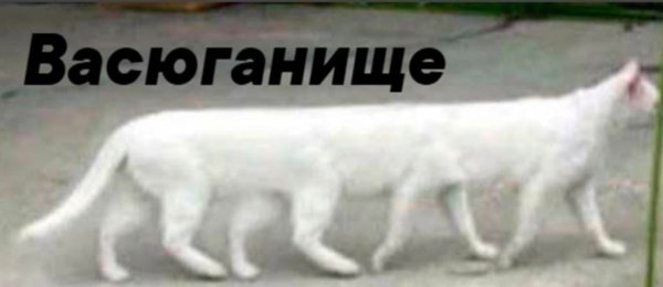 Длинный кот Мем