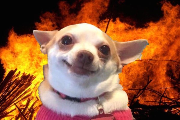 Собака улыбается