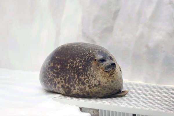 Каменный тюлень