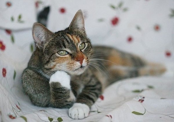 Задумчивый котик