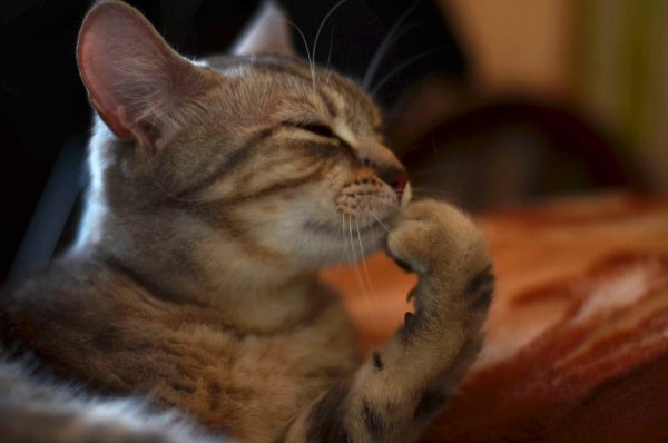 Задумчивый котенок