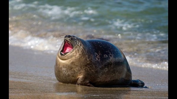 Смешной тюлень