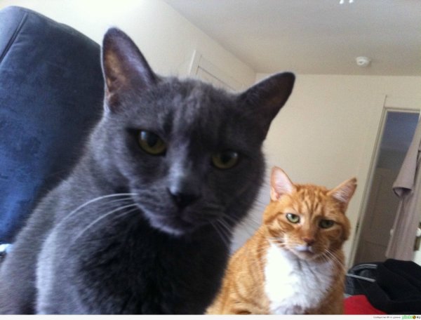 Кот рассказывает