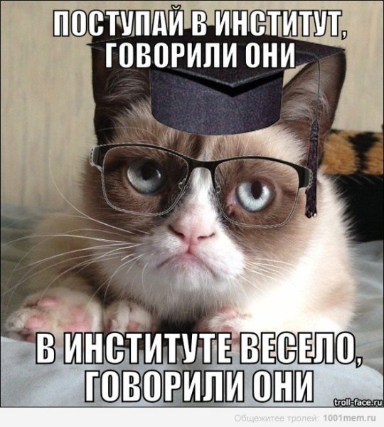 Сердитый кот Мем