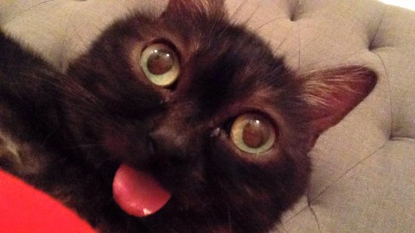 Черный кот с высунутым языком