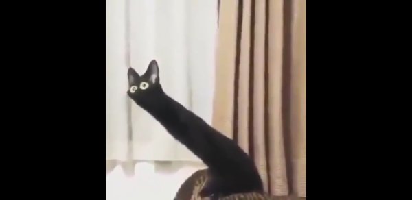 Мемы с черными котами