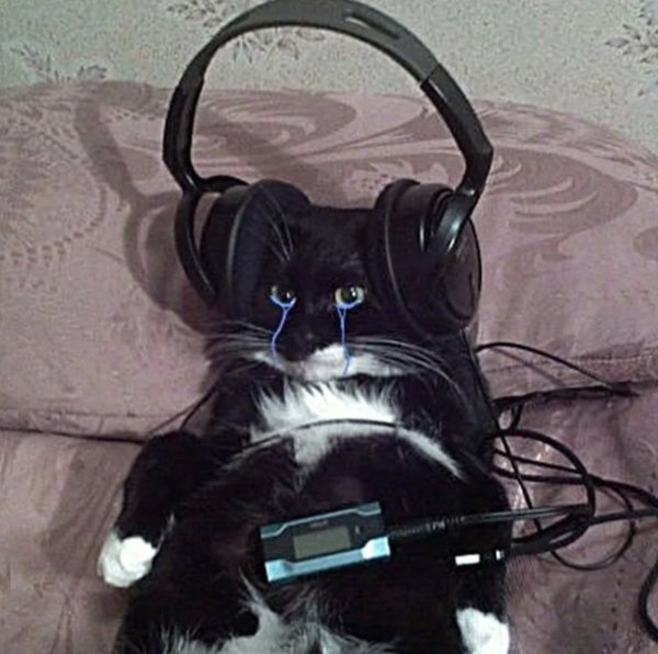 Коты с наушниками