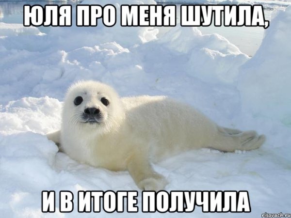 Тюлень прикол